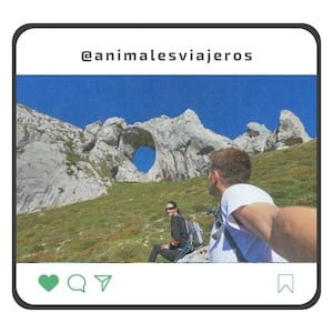 Montaje que imita un perfil de redes sociales con el nombre @animalesviajeros