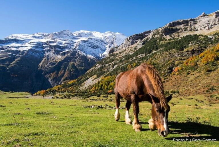 Caballos en Ordesa en un impresionante paisaje de montaña