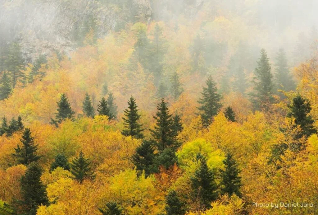 Colores de otoño en un bosque